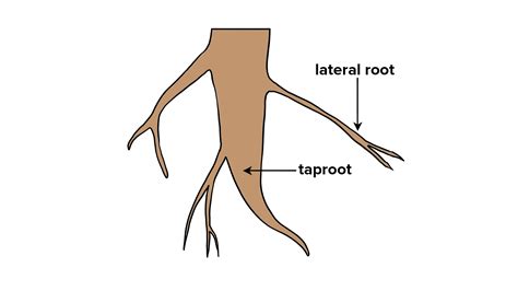 【ROOT】牛头人隐藏教程 .